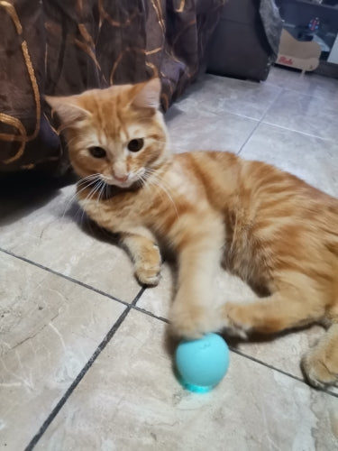 PurrPlaymate™ - Rotating Smart Ball